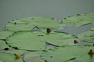 《艾尔登法环》新MOD 解除游戏视角自动居中设定